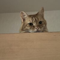 ハーモニーコンサルティングのホームページにご訪問くださり、ありがとうございます。 ありがたいことに、雑誌や新聞に記事が掲載されたおかげで、お電話での問い合わせが大変増えております。 お電話を取れないタイミングもありますので、 お手数をおかけいたしますが、お問合せをいただく際は、 こちらのホームページのお問い合わせ欄からご連絡頂くか、又はtomojot@gmail.comまでご連絡頂けますとご迷惑をおかけする事がなくなります。 お手数をおかけいたしますが、何卒よろしくお願い申し上げます。